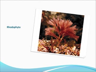 Rhodophyta
 