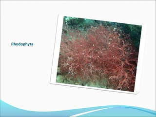 Rhodophyta
 