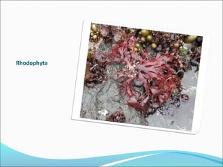 Rhodophyta
 