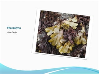 Phaeophyta
Algas Pardas
 