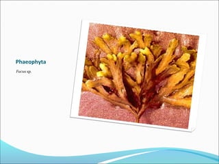 Phaeophyta
Fucus sp.
 
