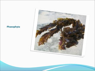 Phaeophyta
 