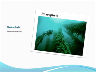 Phaeophyta
Florestas de sargaço
 