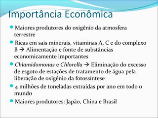 Importância Econômica
Maiores produtores do oxigênio da atmosfera
terrestre
Ricas em sais minerais, vitaminas A, C e do complexo
B  Alimentação e fonte de substâncias
economicamente importantes
Chlamidomonas e Chlorella  Eliminação do excesso
de esgoto de estações de tratamento de água pela
liberação de oxigênio da fotossíntese
4 milhões de toneladas extraídas por ano em todo o
mundo
Maiores produtores: Japão, China e Brasil
 