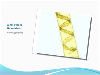 Algas Verdes
Unicelulares
Gênero Spyrogira sp
 