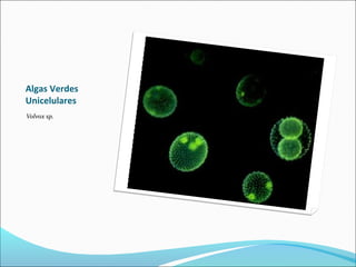 Algas Verdes
Unicelulares
Volvox sp.
 