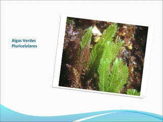 Algas Verdes
Pluricelulares
 