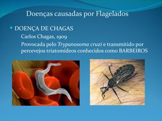 Doenças causadas por Flagelados
 DOENÇA DE CHAGAS
   Carlos Chagas, 1909
   Provocada pelo Trypanosoma cruzi e transmitido por
    percevejos triatomídeos conhecidos como BARBEIROS
 