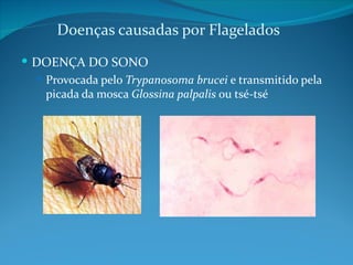 Doenças causadas por Flagelados
 DOENÇA DO SONO
   Provocada pelo Trypanosoma brucei e transmitido pela
    picada da mosca Glossina palpalis ou tsé-tsé
 