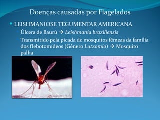 Doenças causadas por Flagelados
 LEISHMANIOSE TEGUMENTAR AMERICANA
    Úlcera de Baurú  Leishmania braziliensis
    Transmitido pela picada de mosquitos fêmeas da família
     dos flebotomídeos (Gênero Lutzomia)  Mosquito
     palha
 