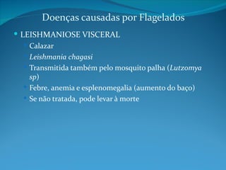 Doenças causadas por Flagelados
 LEISHMANIOSE VISCERAL
    Calazar
    Leishmania chagasi
    Transmitida também pelo mosquito palha (Lutzomya
     sp)
    Febre, anemia e esplenomegalia (aumento do baço)
    Se não tratada, pode levar à morte
 