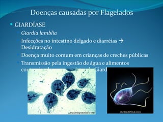 Doenças causadas por Flagelados
 GIARDÍASE
    Giardia lamblia
    Infecções no intestino delgado e diarréias 
     Desidratação
    Doença muito comum em crianças de creches públicas
    Transmissão pela ingestão de água e alimentos
     contaminados com os cistos da Giardia
 