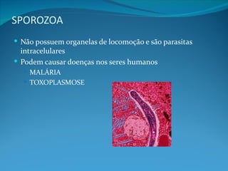 SPOROZOA
 Não possuem organelas de locomoção e são parasitas
  intracelulares
 Podem causar doenças nos seres humanos
   MALÁRIA
   TOXOPLASMOSE
 