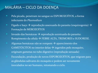 MALÁRIA – CICLO DA DOENÇA
   Pela picada, penetram no sangue os ESPOROZOÍTOS, a forma
    infectante do Plasmodium
   Fígado e baço  reprodução assexuada do parasita (esquizogonia) 
    Formação de MEROZOÍTOS
   Invasão das hemáceas  reprodução acentuada do parasita:
    Rompimento da célula  FEBRE ALTA, TREMORES e SUDORESE.
   Algumas hemáceas não se rompem  aparecimento dos
    GAMETÓCITOS no interior delas  ingeridos pelo mosquito,
    originam gametas no tubo digestivo (reprodução sexuada)
   Fecundação, produção de novos ESPOROZOÍTOS, que migram para
    as glândulas salivares do mosquito e podem ser novamente
    inoculados no ser humano, retomando o ciclo.
 