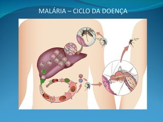 MALÁRIA – CICLO DA DOENÇA
 