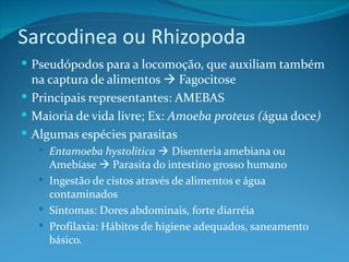 Sarcodinea ou Rhizopoda
 Pseudópodos para a locomoção, que auxiliam também
  na captura de alimentos  Fagocitose
 Principais representantes: AMEBAS
 Maioria de vida livre; Ex: Amoeba proteus (água doce)
 Algumas espécies parasitas
    Entamoeba hystolitica  Disenteria amebiana ou
     Amebíase  Parasita do intestino grosso humano
    Ingestão de cistos através de alimentos e água
     contaminados
    Sintomas: Dores abdominais, forte diarréia
    Profilaxia: Hábitos de higiene adequados, saneamento
     básico.
 