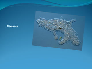 Rhizopoda
 