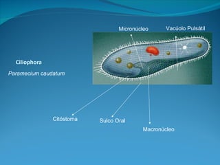Micronúcleo      Vacúolo Pulsátil




  Ciliophora
Paramecium caudatum




               Citóstoma   Sulco Oral
                                           Macronúcleo
 