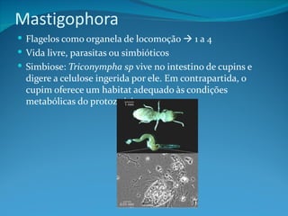 Mastigophora
 Flagelos como organela de locomoção  1 a 4
 Vida livre, parasitas ou simbióticos
 Simbiose: Triconympha sp vive no intestino de cupins e
  digere a celulose ingerida por ele. Em contrapartida, o
  cupim oferece um habitat adequado às condições
  metabólicas do protozoário.
 