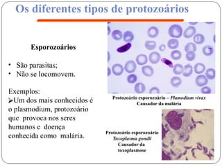 Reino protista - protozoário e alga - 2° ano.pptx