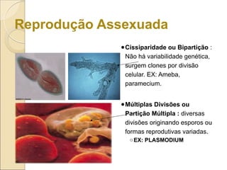 Reprodução Assexuada
●Cissiparidade ou Bipartição :
Não há variabilidade genética,
surgem clones por divisão
celular. EX: Ameba,
paramecium.
●Múltiplas Divisões ou
Partição Múltipla : diversas
divisões originando esporos ou
formas reprodutivas variadas.
○EX: PLASMODIUM
 
