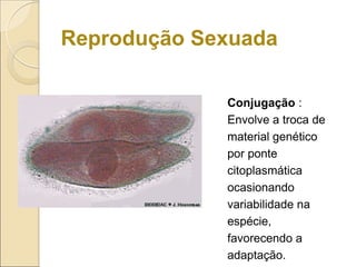 Reprodução Sexuada
Conjugação :
Envolve a troca de
material genético
por ponte
citoplasmática
ocasionando
variabilidade na
espécie,
favorecendo a
adaptação.
 