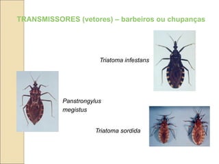 TRANSMISSORES (vetores) – barbeiros ou chupanças
Triatoma sordida
Panstrongylus
megistus
Triatoma infestans
 