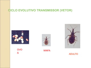 CICLO EVOLUTIVO TRANSMISSOR (VETOR)
OVO
S ADULTO
NINFA
 