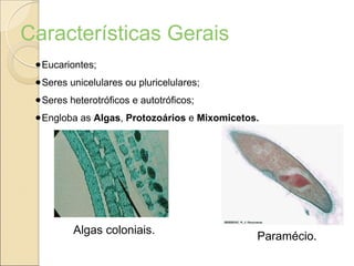 Paramécio.
Características Gerais
●Eucariontes;
●Seres unicelulares ou pluricelulares;
●Seres heterotróficos e autotróficos;
●Engloba as Algas, Protozoários e Mixomicetos.
Algas coloniais.
 