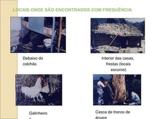 LOCAIS ONDE SÃO ENCONTRADOS COM FREQUÊNCIA
Interior das casas,
frestas (locais
escuros)
Debaixo do
colchão
Galinheiro Casca de tronco de
 