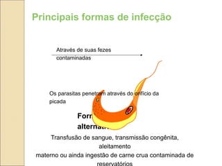 Através de suas fezes
contaminadas
Principais formas de infecção
Formas
alternativas
Transfusão de sangue, transmissão congênita,
aleitamento
materno ou ainda ingestão de carne crua contaminada de
Os parasitas penetram através do orifício da
picada
 