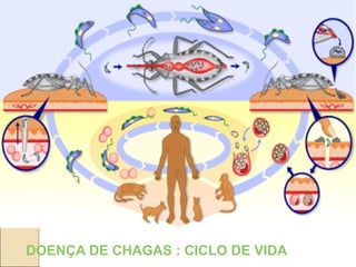 DOENÇA DE CHAGAS : CICLO DE VIDA
 
