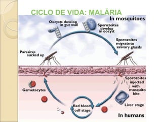 CICLO DE VIDA: MALÁRIA
 