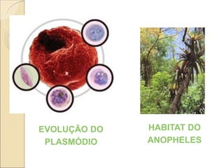 EVOLUÇÃO DO
PLASMÓDIO
HABITAT DO
ANOPHELES
 