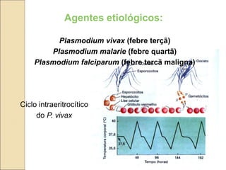 Agentes etiológicos:
Plasmodium vivax (febre terçã)
Plasmodium malarie (febre quartã)
Plasmodium falciparum (febre tercã maligna)
Ciclo intraeritrocítico
do P. vivax
 