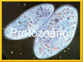 Protozoários
F:BIO 2videosunid2_unicelulares_eucariontes.wmv
 
