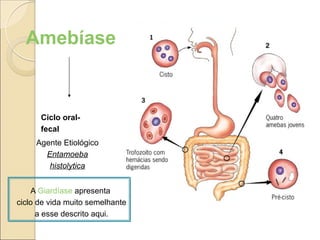 Amebíase
Ciclo oral-
fecal
Agente Etiológico
Entamoeba
histolytica
A Giardíase apresenta
ciclo de vida muito semelhante
a esse descrito aqui.
 
