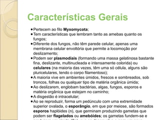 Características Gerais
●Pertecem ao filo Myxomycota;
●Tem características que lembram tanto as amebas quanto os
fungos;
●Diferente dos fungos, não têm parede celular, apenas uma
membrana celular envoltória que permite a locomoção por
deslizamento;
●Podem ser plasmodiais (formando uma massa gelatinosa bastante
fina, deslizante, multinucleada e intensamente colorida) ou
celulares (na maioria das vezes, têm uma só célula, alguns são
pluricelulares, tendo o corpo filamentoso);
●A maioria vive em ambientes úmidos, frescos e sombreados, sob
troncos, folhas ou qualquer tipo de matéria orgânica úmida;
●Ao deslizarem, englobam bactérias, algas, fungos, esporos e
matéria orgânica que estejam no caminho;
●A disgestão é intracelular;
●Ao se reproduzir, forma um pedúnculo com uma extremidade
superior ovalada, o esporângio, em que por meiose, são formados
esporos haplóides (n), que germinam produzindo gametas que
podem ser flagelados ou amebóides; os gametas fundem-se e
 