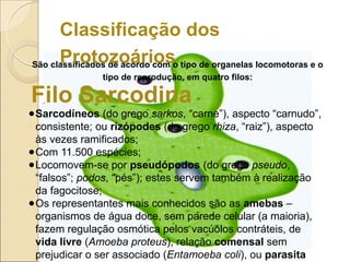 São classificados de acordo com o tipo de organelas locomotoras e o
tipo de reprodução, em quatro filos:
Classificação dos
Protozoários
●Sarcodíneos (do grego sarkos, “carne”), aspecto “carnudo”,
consistente; ou rizópodes (do grego rhiza, “raiz”), aspecto
às vezes ramificados;
●Com 11.500 espécies;
●Locomovem-se por pseudópodos (do grego pseudo,
“falsos”; podos, “pés”); estes servem também à realização
da fagocitose;
●Os representantes mais conhecidos são as amebas –
organismos de água doce, sem parede celular (a maioria),
fazem regulação osmótica pelos vacúolos contráteis, de
vida livre (Amoeba proteus), relação comensal sem
prejudicar o ser associado (Entamoeba coli), ou parasita
Filo Sarcodina
 