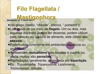 Filo Flagellata /
Mastigophora
●(do grego mastix, “chicote”, phoros, “ portador”);
●Locomove-se por meio de flagelo. Um ou dois, mas
algumas espécies podem ter dezenas; podem utilizar
para natação ou captura de alimento, este último são
sésseis;
●Podem viver livremente em ambientes aquáticos ou
orgânicos;
●Apresentam mutualismo com baratas e cupins; ou
ainda, muitos são parasitas;
●Reprodução, geralmente, assexuada por bipartição.
●Ex.: Tryconimpha, Tripanosoma, Leishmania,
Trichomonas, Giárdia.
 