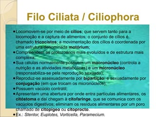 Filo Ciliata / Ciliophora
●Locomovem-se por meio de cílios; que servem tanto para a
locomoção e a captura de alimentos; o conjunto de cílios é
chamado tricocistos; a movimentação dos cílios é coordenada por
uma estrutura denominada motórium;
●Compreendem os protozoários mais evoluídos e de estrutura mais
complexa;
●Sua células normalmente possuem um macronúcleo (controla a
nutrição e as atividades metabólicas) e um micronúcleo
(responsabiliza-se pela reprodução sexuada);
●Reproduz-se assexuadamente por bipartição; e sexuadamente por
conjugação (em que trocam os micronúcleos);
●Possuem vacúolo contrátil;
●Apresentam uma abertura por onde entra partículas alimentares, os
citóstoma e daí chegam à citofaringe, que se comunica com os
vacúolos digestivos; eliminam os resíduos alimentares por um poro
chamado de citopígeo ou citoprocto.
●Ex.: Stentor, Euplotes, Vorticella, Paramecium.
 