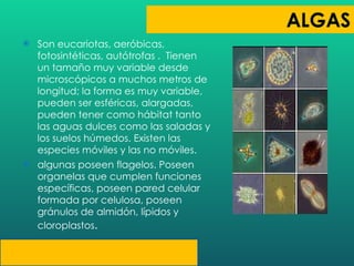 Son eucariotas, aeróbicas, fotosintéticas, autótrofas .  Tienen un tamaño muy variable desde microscópicos a muchos metros de longitud; la forma es muy variable, pueden ser esféricas, alargadas,  pueden tener como hábitat tanto las aguas dulces como las saladas y los suelos húmedos. Existen las especies móviles y las no móviles. algunas poseen flagelos. Poseen organelas que cumplen funciones específicas, poseen pared celular formada por celulosa, poseen gránulos de almidón, lípidos y cloroplastos . 