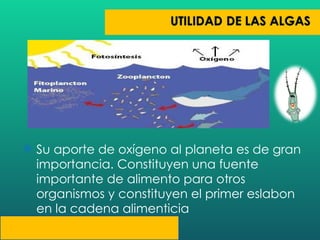 Su aporte de oxígeno al planeta es de gran importancia. Constituyen una fuente importante de alimento para otros organismos y constituyen el primer eslabon en la cadena alimenticia 