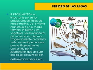 El FITOPLANCTON es importante por ser los productores primarios del medio marino. De la misma manera que en el medio terrestre, la hierba y los vegetales, son los alimentos primarios del ecosistema.  Progresivamente la cadena trófica va enriqueciéndose, pues el fitoplancton es consumido por el zooplancton que a su vez puede ser consumido por determinados peces, etc . 