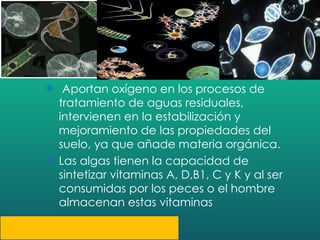 Aportan oxígeno en los procesos de tratamiento de aguas residuales, intervienen en la estabilización y mejoramiento de las propiedades del suelo, ya que añade materia orgánica. Las algas tienen la capacidad de sintetizar vitaminas A, D,B1, C y K y al ser consumidas por los peces o el hombre almacenan estas vitaminas  