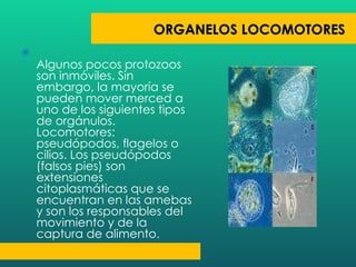 Algunos pocos protozoos son inmóviles. Sin embargo, la mayoría se pueden mover merced a uno de los siguientes tipos de orgánulos. Locomotores: pseudópodos, flagelos o cilios. Los pseudópodos (falsos pies) son extensiones citoplasmáticas que se encuentran en las amebas y son los responsables del movimiento y de la captura de alimento. 