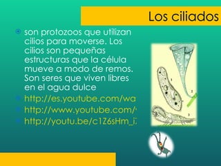 son protozoos que utilizan cilios para moverse. Los cilios son pequeñas estructuras que la célula mueve a modo de remos. Son seres que viven libres en el agua dulce http://es.youtube.com/watch?v=YHb2JaujIPo http://www.youtube.com/watch?v=fmwN_mD7TvY http://youtu.be/c1Z6sHm_i7Y 
