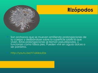 Son protozoos que se mueven emitiendo prolongaciones de su cuerpo y deslizándose sobre la superficie sobre la que viven. Estas prolongaciones se llaman pseudópodos, y funcionan como falsos pies. Pueden vivir en aguas dulces o ser parásitos. http://youtu.be/V1644oLsfas 