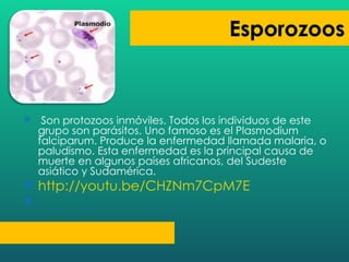 Son protozoos inmóviles. Todos los individuos de este grupo son parásitos. Uno famoso es el Plasmodium falciparum. Produce la enfermedad llamada malaria, o paludismo. Esta enfermedad es la principal causa de muerte en algunos países africanos, del Sudeste asiático y Sudamérica. http://youtu.be/CHZNm7CpM7E 