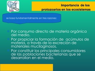 Por consumo directo de materia orgánica del medio.  Por propiciar la formación de  acúmulos de materia, a través de la excreción de materiales mucilaginosos.  Por constituir los principales consumidores de las poblaciones bacterianas que se desarrollan en el medio.  se basa fundamentalmente en tres razones:  